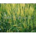 wheat gluten meal export ,origin china